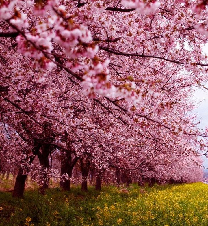 L’EPIGENETIQUE. Quand la science confirme l’existence des héritages transgénérationnels.